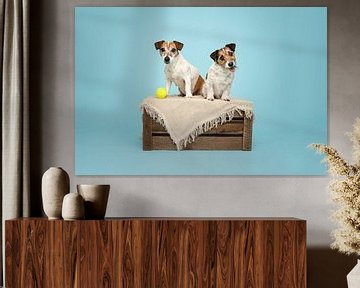 Moeder en dochter kortharige jack russel terriër hond, op een houten krat, met tennisbal / in de studio met licht blauwe achtergrond van Elisabeth Vandepapeliere