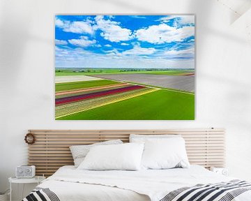 Tulips growing in a field during springtime seen from above by Sjoerd van der Wal Photography