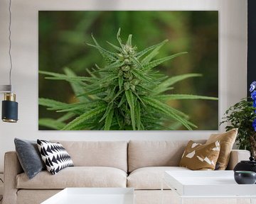 Plante de cannabis sur de-nue-pic