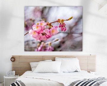 Fleurs roses d'un cerisier ornemental sur ManfredFotos