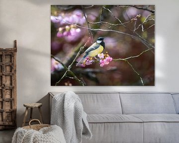 Great tit sitting on a flowering ornamental cherry by ManfredFotos