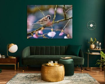 Field sparrow on an ornamental cherry by ManfredFotos