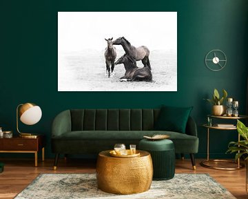 Three horses