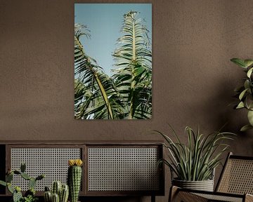 Botanische bananenboom | Gran Canaria Canarische Eilanden | Fotoprint reisfotografie Spanje van HelloHappylife