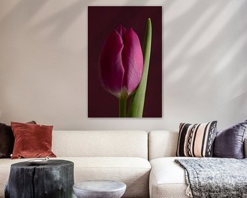 Eine rosa Tulpe von Marjolijn van den Berg