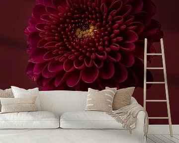 Peace and simplicity: Still life with flowers: the Chrysanthemum by Marjolijn van den Berg