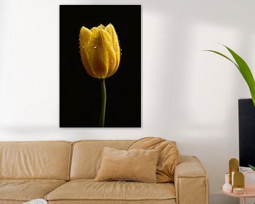 Gele tulp tegen zwarte achtergrond met dauw van De Muurdecoratie