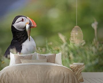 [impressions of scotland] - puffin "fresh fish" van Meleah Fotografie