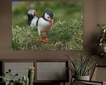 [impressions of scotland] - puffin " no fish :-( " by Meleah Fotografie