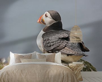 [impressions of scotland] - puffin "watching" van Meleah Fotografie