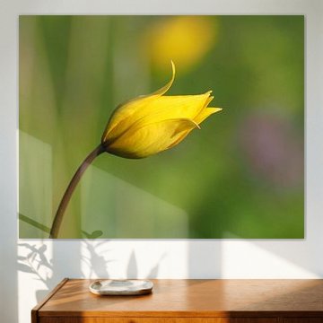 Wild forest tulip, reaching for the sun.