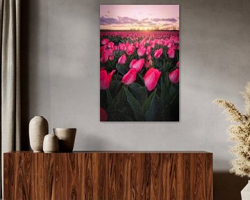 Roze tulpenveld van Sidney van den Boogaard