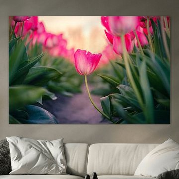 Tulip in Dutch tulip field