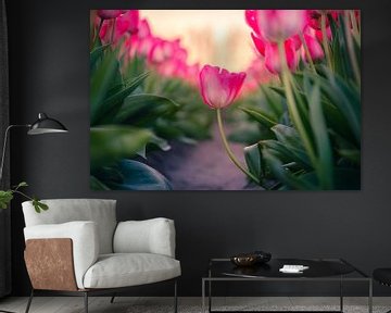 Tulpe in einem niederländischen Tulpenfeld von Sidney van den Boogaard
