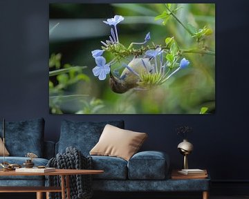 Mouche à miel sur la fleur bleue sur Arie Maasland