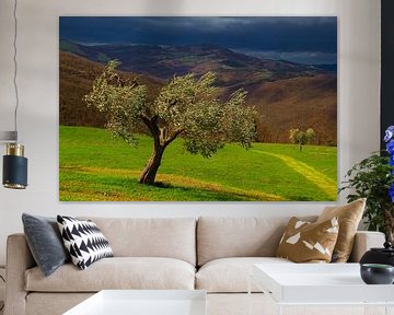 Stormachtige olijf van Images from a hillside in Umbria