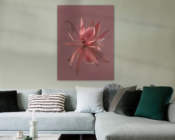 Flower of Leucadendron with old rose background