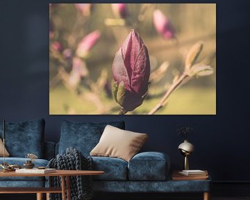 Pink Magnolia flower in Rivierenhof, Deurne by Kristof Leffelaer