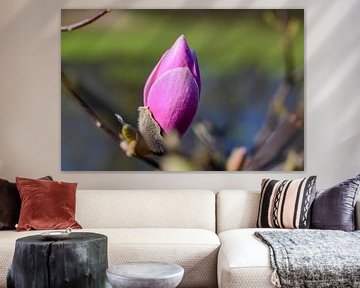 Magnolia Flower in Rivierenhof, Deurne, Antwerp by Kristof Leffelaer