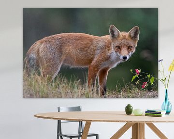 Auge in Auge mit einem Fuchs von Freddy Brongers