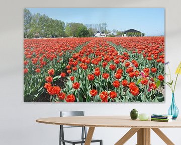 Veld met rode tulpen in de Noordoostpolder Flevoland