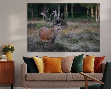 Deer in the moors by Brand Timmer