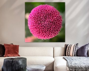 Beautiful round Dahlia on a square canvas by Peter Apers