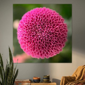 Beautiful round Dahlia on a square canvas