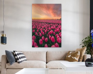 Champs de tulipes roses à Goeree-Overflakke sur Sidney van den Boogaard