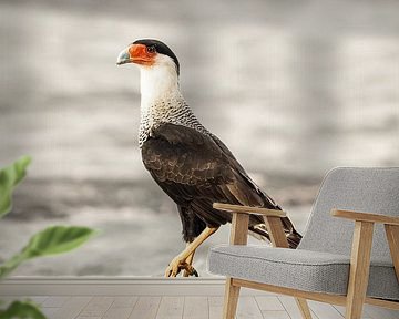 Vigilance in the Wilderness - Majestic Bird of Prey - Crested Caracara by Femke Ketelaar