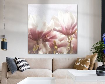 Delicate magnolia bloesems