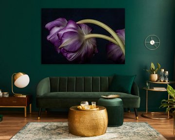 Tulipes violettes sur Renee Klein