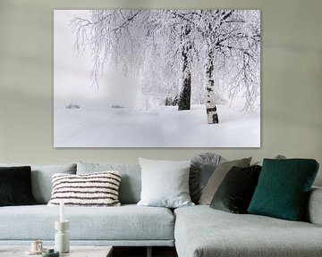 Snowy birch avenue in wintry Norway