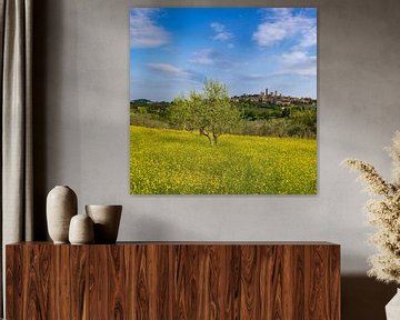 Gelb blühende Ginster, Frühlingswiese mit Olivenbäumen, dahinter San Gimignano, Toskana von Walter G. Allgöwer