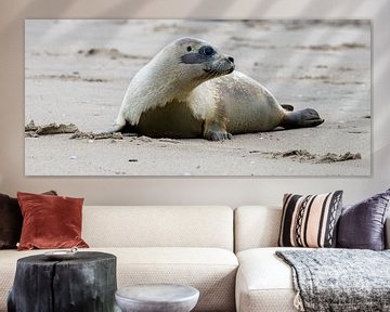 Seal release on the island of Texel by Marcel Pietersen