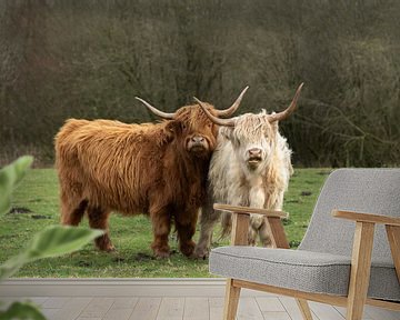 twee schotse hooglander, bruin en blond van M. B. fotografie