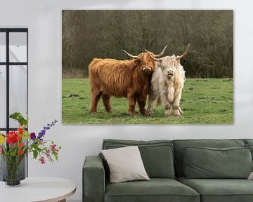 deux Highlanders écossais, brun et blond sur M. B. fotografie