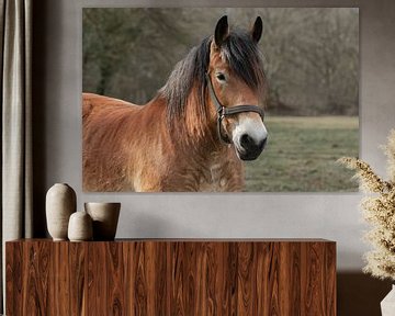 portret van een paard, een Belgisch trekpaard van M. B. fotografie