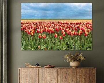 Tulpenveld, geel en rood van M. B. fotografie