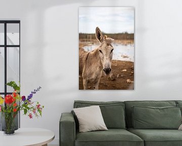 Donkey by Bas de Glopper