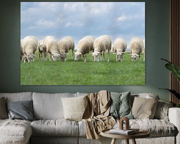 schapen op de dijk, provincie Groningen van M. B. fotografie