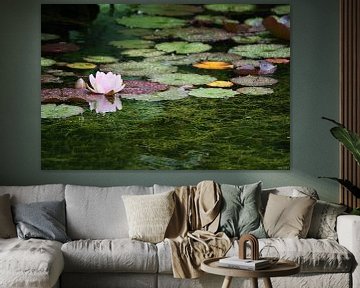 water lily by Meleah Fotografie
