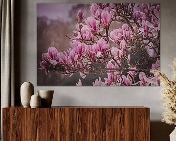 The beautiful Magnolia flowers in bloom by Robby's fotografie