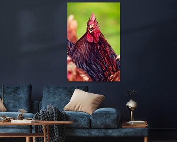 Cochin free-range rooster by Sara in t Veld Fotografie