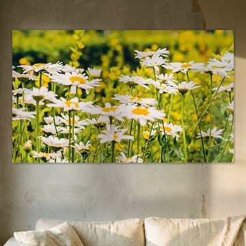 Champ de marguerites