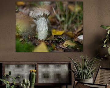 Champignon à pollen de perle sur Rob Boon