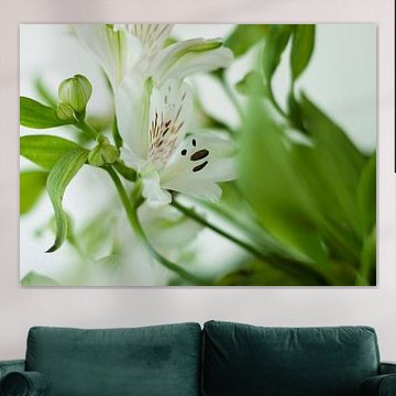 Lilie mit lächelndem Gesicht in den Blütenstempeln