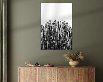 Cactus vibes | Zwart-wit print Gran Canaria Canarische Eilanden | Spanje botanische reisfotografie van HelloHappylife