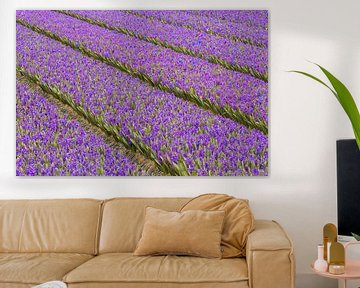 Hyacinth Field Purple by Zwoele Plaatjes