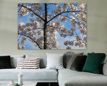 Blossom Tree Blauer Himmel von Zwoele Plaatjes